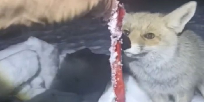 Kar yağışı sonrası kapısına gelen tilkiyi besledi